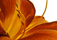 Lily Up Close III